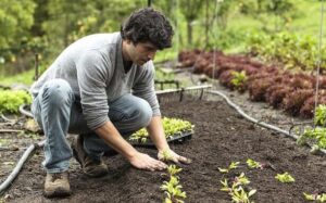 Read more about the article Vrtnarjenje brez bolečin – 2. del: Drža in gibanje